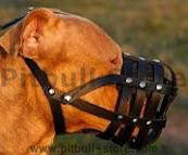 pitbull muzzles