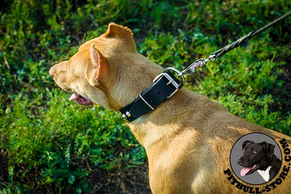 Natural leather Pitbull collar with shiny hardware