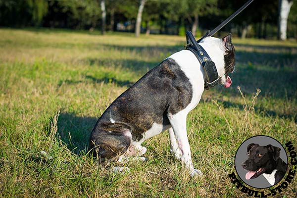 Reliable Pitbull dog collar for training