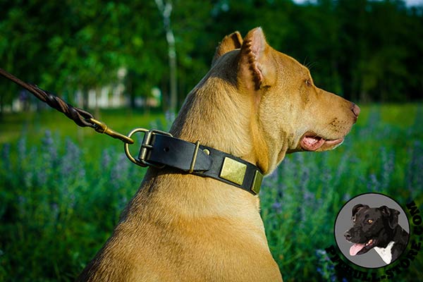 Safe walks with leather Pitbull collar