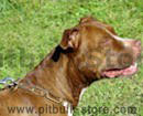 hs dog collar