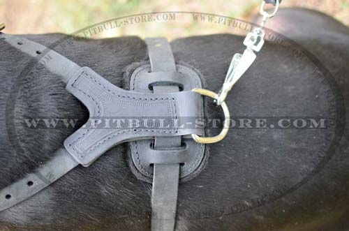 Shiny rustproof buckles and spikes