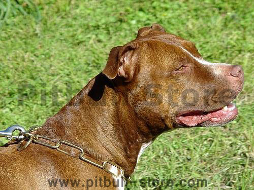 fure saver dog collar