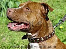 Pit Bull Gorgeous Wide Leather Dog Collar With Doted Circles