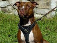 Tracking / Walking dog harness for Pitbull Tracking / Walking dog harness for Pitbull