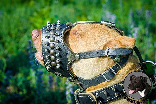 Royal nappa padded leather Pitbull muzzle