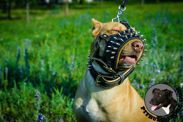 Nappa padded leather Pitbull muzzle for daily walks 