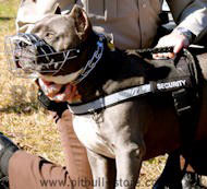 Police/Sherif Dog Harness for American Pit Bull Terrier-SAR Police/Sherif Dog Harness for American Pit Bull Terrier-SAR