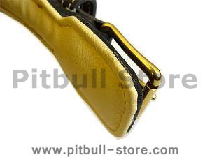 padded leather dog collar dog