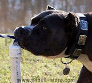 Best Leather Dog Collar With Vintage Massive Plates for Pitbull Best Leather Dog Collar With Vintage Massive Plates for Pitbull