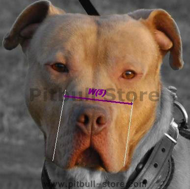 Width snout, Height snout your dog