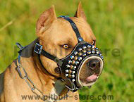 studded leather dog muzzle for pitbull/amstaff