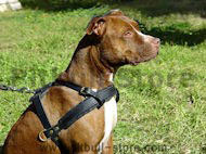 Elegant Leather Pitbull Dog Harness with extra rings for cart attaching Elegant Leather Pitbull Dog Harness with extra rings for cart attaching