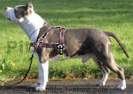 Pitbull Tracking / Pulling / Agitation Leather Dog Harness