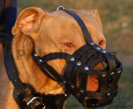 Training Your Pit Bull