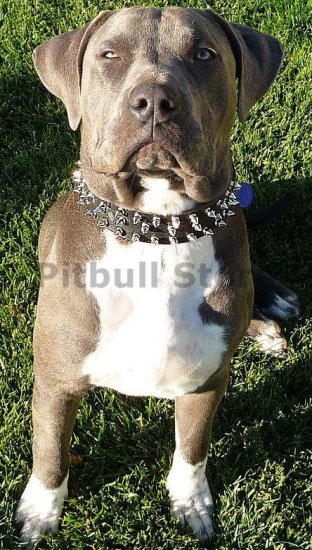 3 Rows Spiked Dog Collar for Pitbulls 