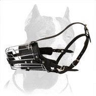 Superior Pitbull Dog Metal Wire Muzzle Pitbull Breed Dog Harnesses Collars Leashes Muzzles Breed Information and Pictures 2024 BUY NOW