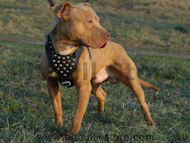 Pitbull terrier Studded Walking dog harness 