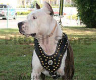 Great Pitbull Store for Your Pet 2024 [Buy Now]