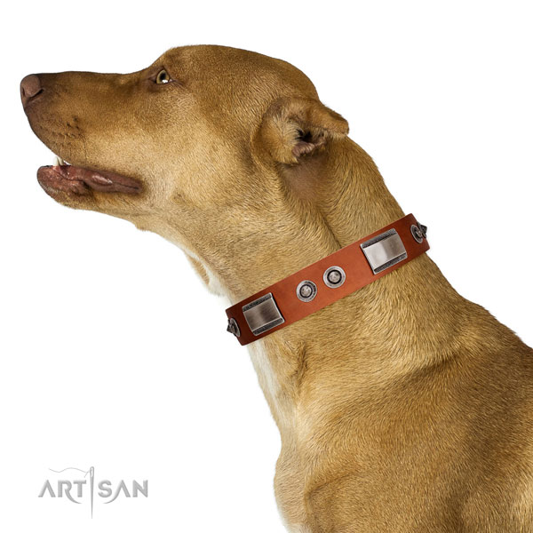 Significant leather collar with adornments for your pet