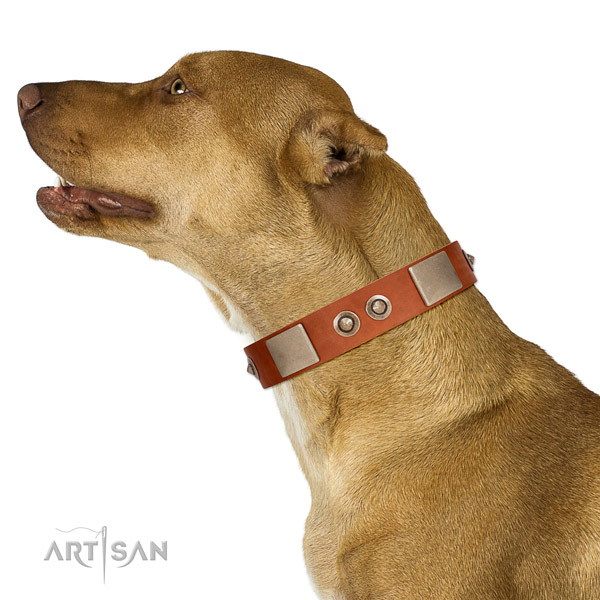 Durable buckle on full grain genuine leather dog collar for daily walking