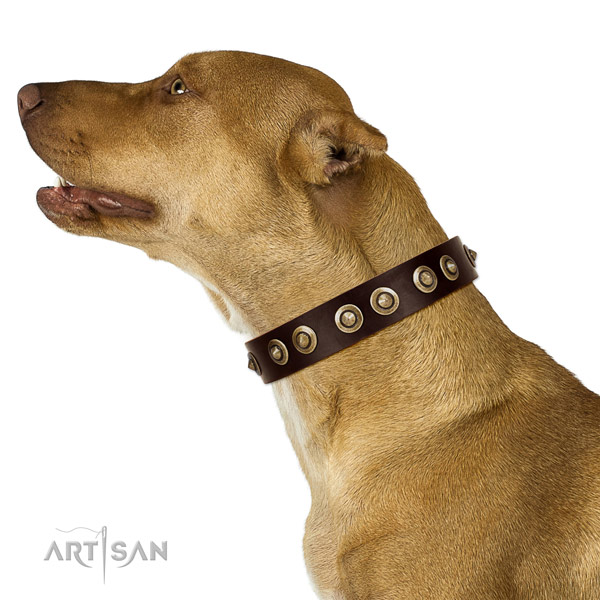 Strong traditional buckle on natural genuine leather dog collar for walking