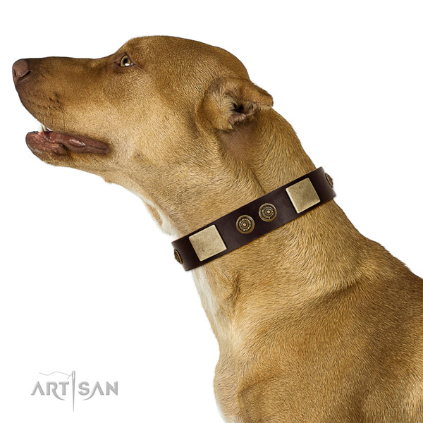 Basic training dog collar of genuine leather with extraordinary decorations
