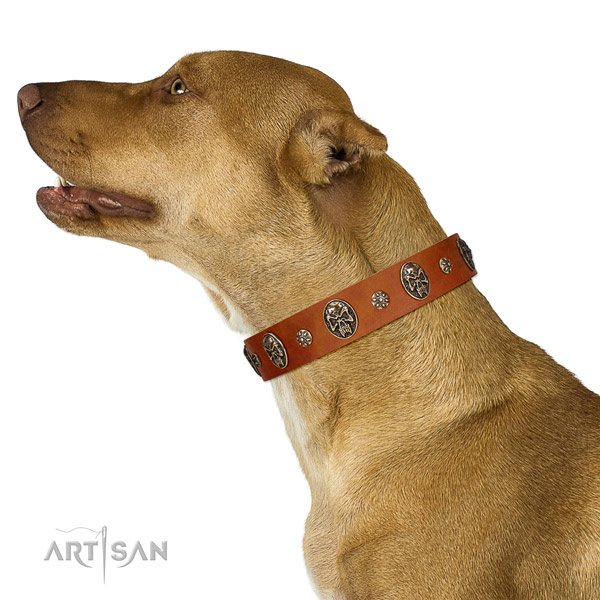Everyday walking dog collar of leather with unusual adornments