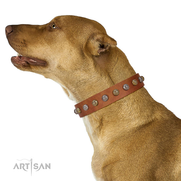 Extraordinary collar of genuine leather for your attractive doggie