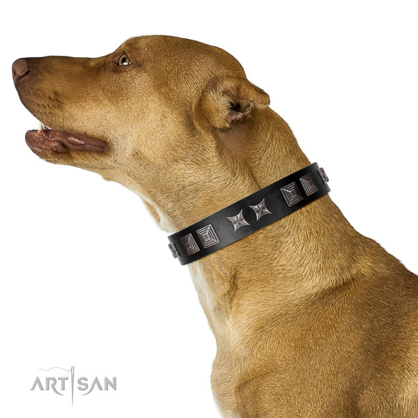 Natural leather dog collar with inimitable studs made four-legged friend