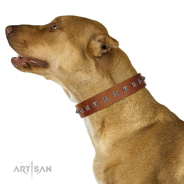 Stylish decorated genuine leather dog collar