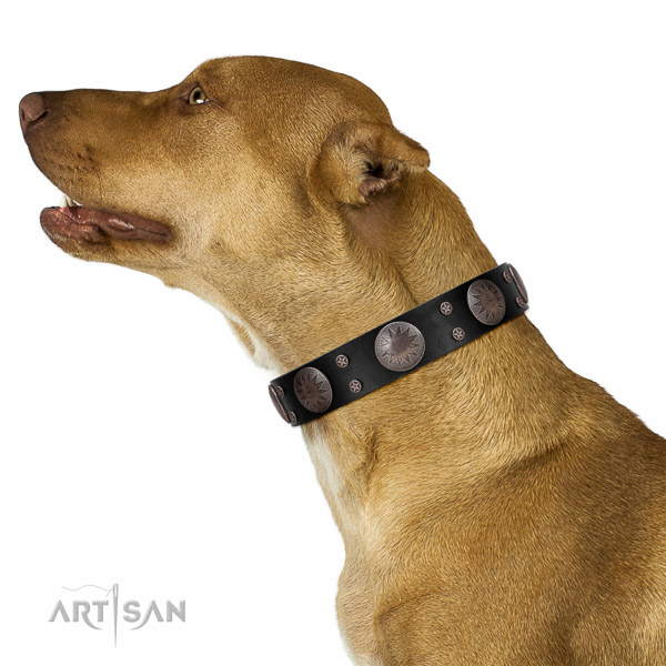 Genuine leather dog collar with fashionable embellishments crafted canine