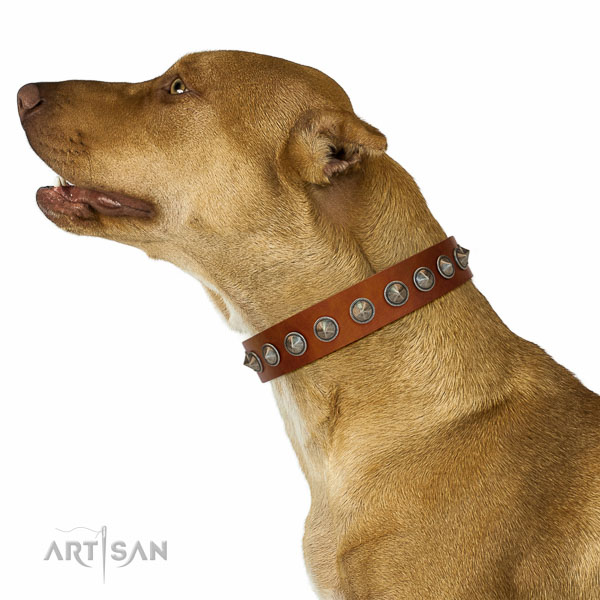Awesome embellished full grain leather dog collar for fancy walking