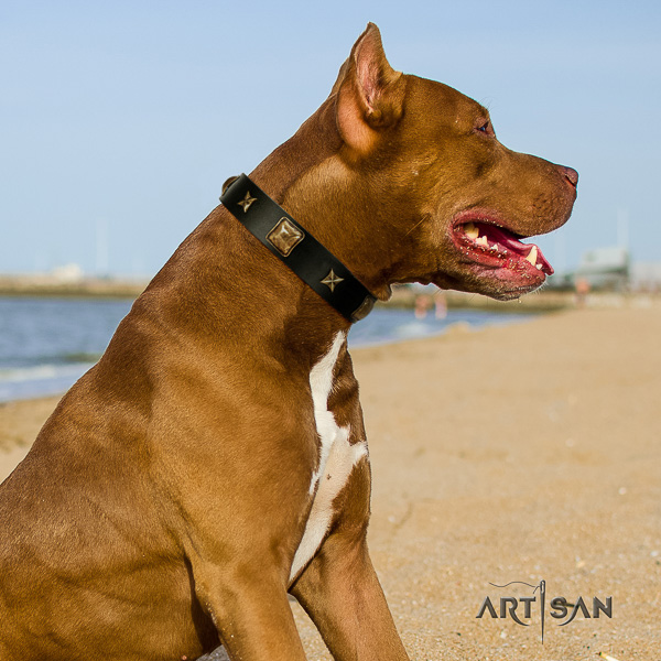 Pitbull impressive studded natural leather dog collar for fancy walking