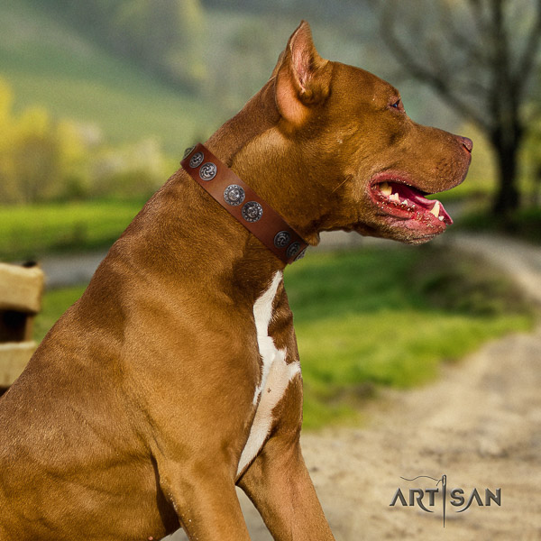 Pitbull incredible embellished full grain genuine leather dog collar for fancy walking