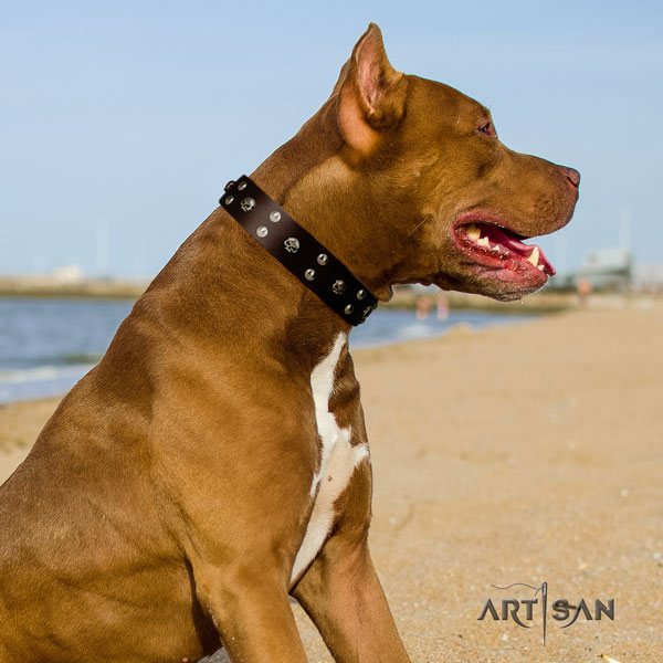 Pitbull handmade genuine leather collar with embellishments for your dog
