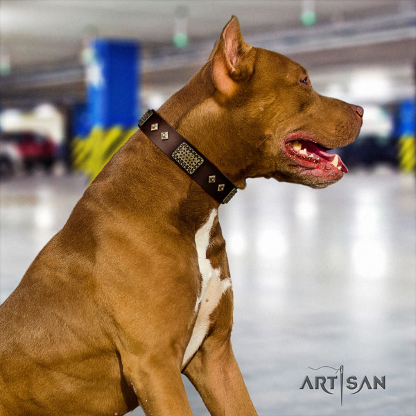 Pitbull easy wearing full grain natural leather dog collar with amazing decorations