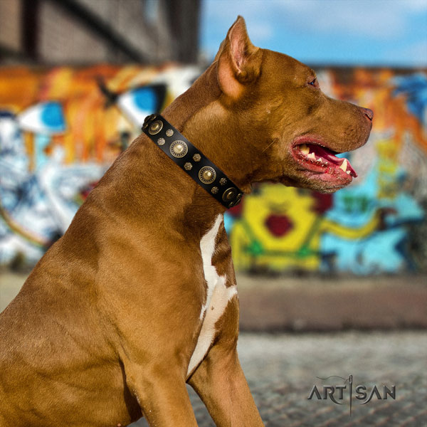 Pitbull remarkable full grain genuine leather collar with studs for your pet