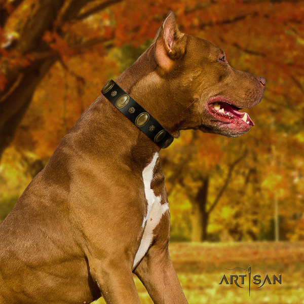 Pitbull remarkable adorned full grain genuine leather dog collar for comfortable wearing