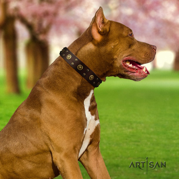 Pitbull stylish leather collar with embellishments for your dog