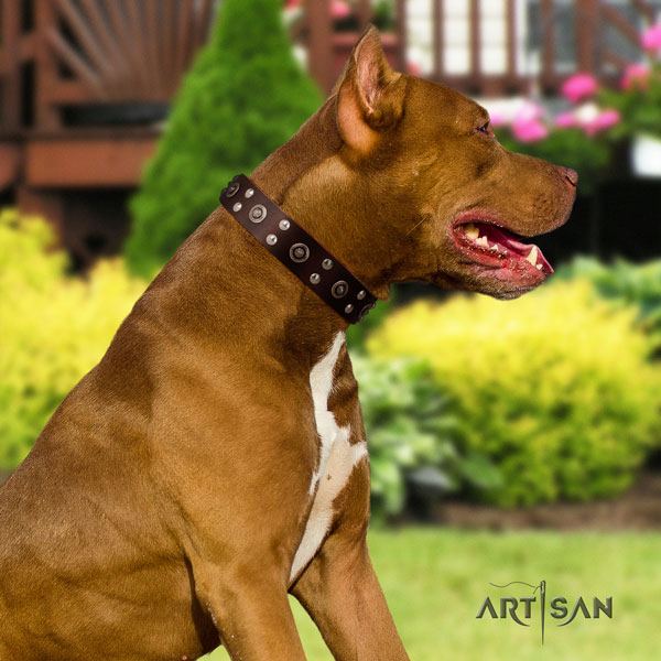 Pitbull adjustable genuine leather collar with embellishments for your canine