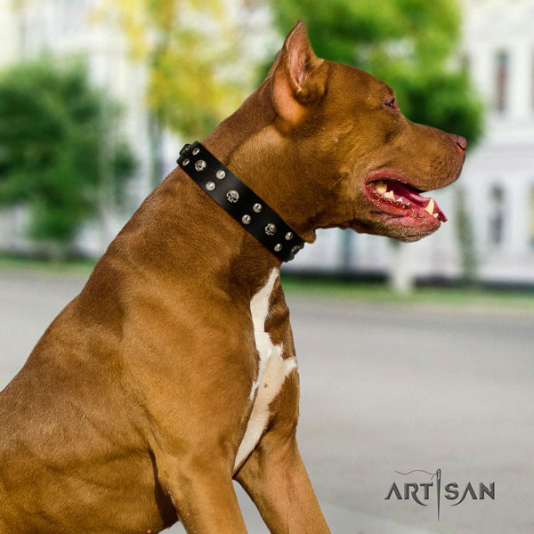 Pitbull trendy full grain leather collar with studs for your canine