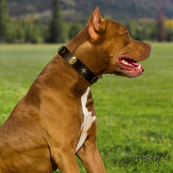 Pitbull remarkable embellished genuine leather dog collar for comfy wearing
