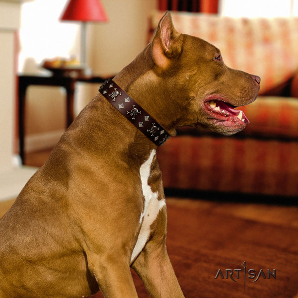 Pitbull fashionable natural genuine leather collar with studs for your canine
