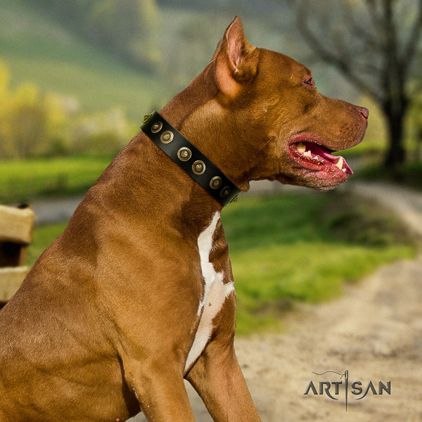 Pitbull designer decorated full grain leather dog collar for everyday walking