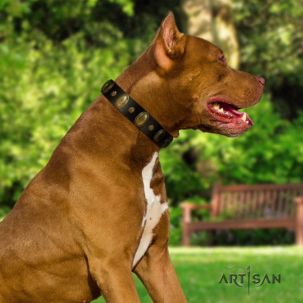 Pitbull significant embellished leather dog collar for comfortable wearing