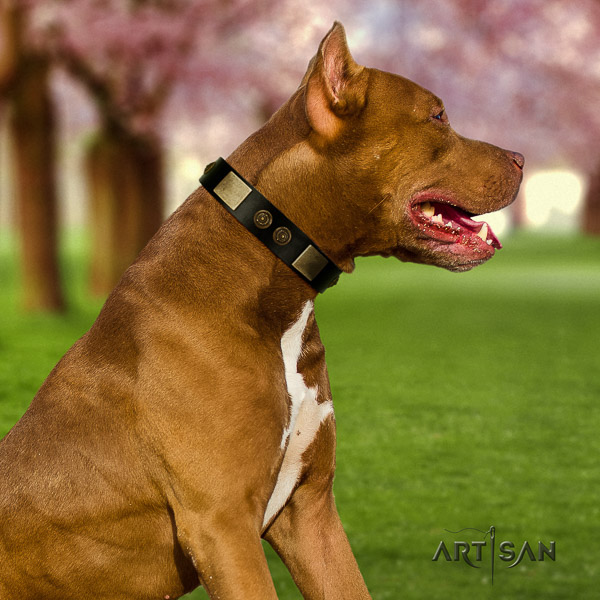 Pitbull trendy studded full grain genuine leather dog collar for easy wearing