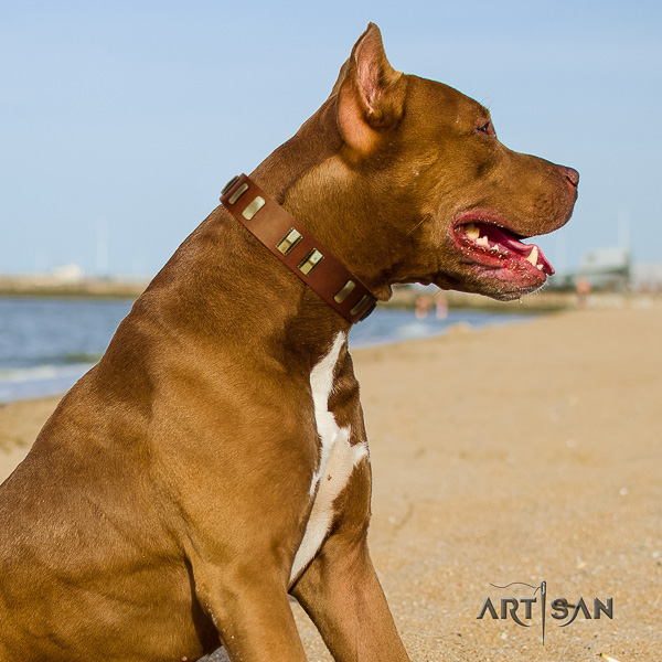 Pitbull designer adorned full grain leather dog collar for walking