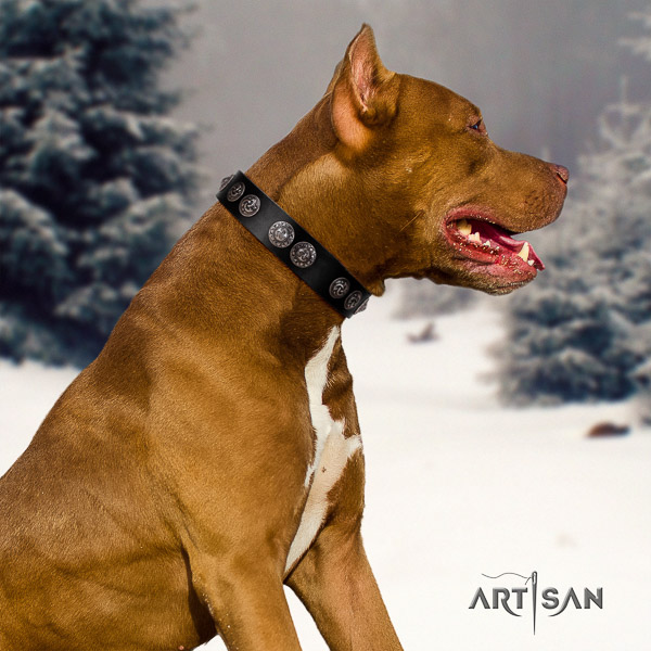 Pitbull trendy embellished full grain natural leather dog collar for walking