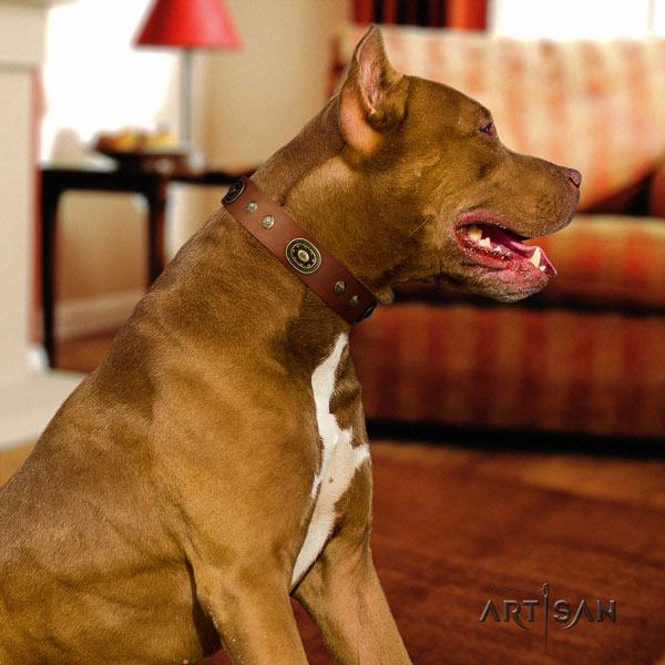 Pitbull convenient leather dog collar with extraordinary adornments